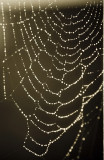 Web of pearls