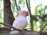 Fancy Bird