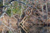 What kind of tree is this?
