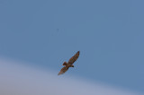 Hawk