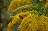 Yellow Flower with Wasp