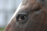 Sundays eye