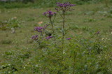 Butterfly on a purple flower