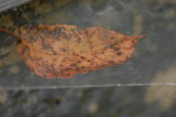 leaf on a web