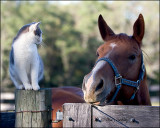 Horses and Cats