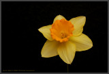Dafo_902sm