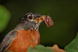 DSC_4372sm.jpg