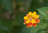DSC_4868sm.jpg