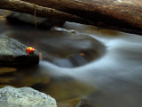 wCatoctin Falls11.jpg