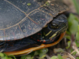 wRed Eared Slider2.jpg