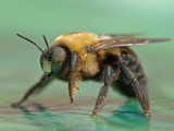 wBumble Bee1.jpg