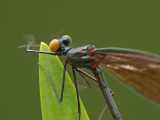 wEbony Jewelwing5.jpg