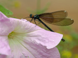 wEbony Jewelwing7.jpg