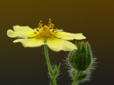 wYellow Wild Flower1.jpg