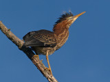 wGreen Heron1 BM.jpg