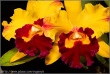 Orchids show