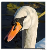 PICT5325 Swan Portrait