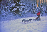 Mushing the Campbell Tract