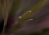 Soft Focus on Pine Needles Near Bryce Bryce Canyon