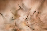 Cactus Spines, at Hells Gate