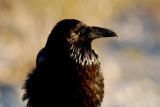 Raven Near Stovepipe Wells