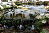Fern Spring