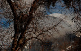 Oaks and Half Dome #2