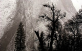 Trees, Snow on Cathedral Rock