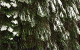 Snow Falls Over Pines