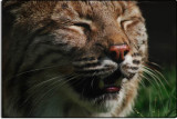 Happy Bobcat, California Living Museum