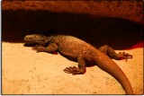 Chuckwalla