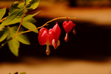 Bleeding Hearts, Ansel Adams Gallery