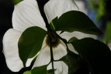Dogwood Near Yosemite Lodge