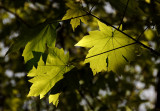 Big Leaf Maple