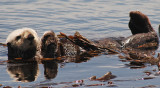 The Sea Otter Who Made His Bed and Laid Down In It