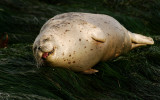 Harbor Seal at tide pools near Otter Rock, Oregon