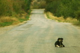 Dog on Mink Creek Road, Utah