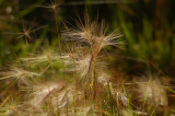 Weeds with a Fast Shutter Speed