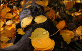 Autumn Leaves, Teton National Park