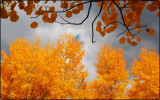 Aspens in the Tetons