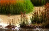 Plant Life Near the Mud Volcanos