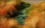 Grass and Water Near the Mud Volcanos