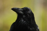 Raven