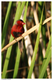 Crimson Finch - Neochmia phaeton