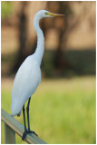 Intermediate Egret (Egretta intermedia) - NT