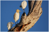 Cattle Egret (Bubulcus ibis) - NT