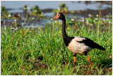 Magpie goose (Anseranas semipalmata)