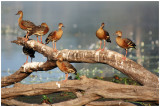 Plumed Whistling-duck (Dendrocygna eytoni)