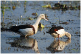 Radjah Shelduck (Tadorna radjah)