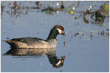 Green Pygmy-goose (Nettapus pulchellus) - Male